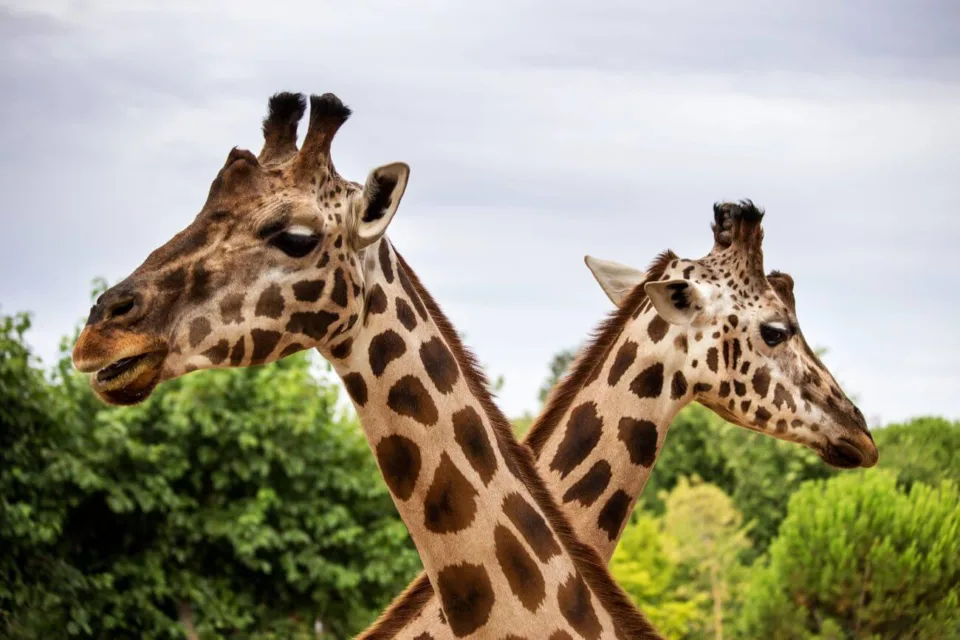 bilete la grădina zoologică din Madrid