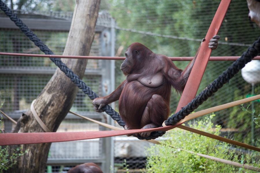 madrid zoo maimuță