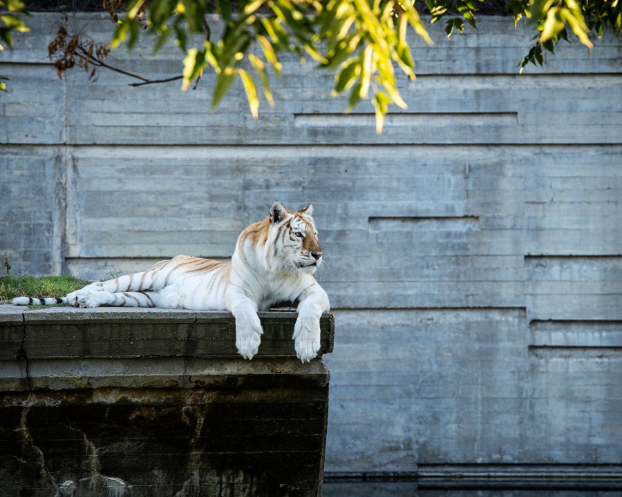 tigru la grădina zoologică din madrid